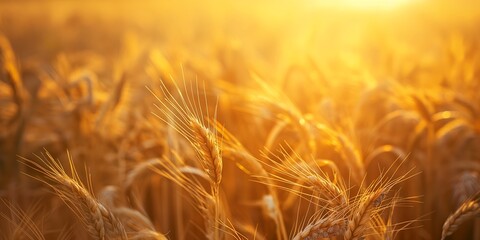 Golden wheat field bathed in sunlight, background concept