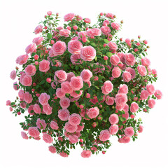 Poster - a bush of pink roses with green leaves