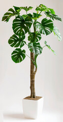 Wall Mural - a plant with a large green leafy plant in a white pot