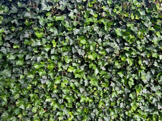 Wall Mural - Beautiful lush ivy with green leaves outdoors as background, closeup