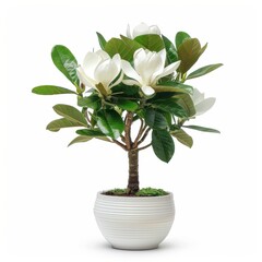 Wall Mural - A Lao Magnolia in a white pot, no shadow, isolated on white background