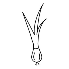 Poster - Scallion outline icon. vector flat simple illustration on white background..eps