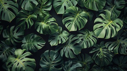 Poster - A lush display of deep green monstera leaves against a matte black background, creating a dramatic and contemporary botanical scene.