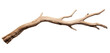 © PixMarket - Dry branch of a tree isolated on transparent background