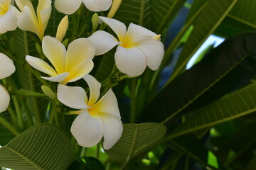 Wall Mural - beautiful white frangipani flower blooming in springtime, natural background