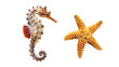 © Ziyan Yang - seahorse (hippocampus) and starfish (asteroidea), isolated on white background.