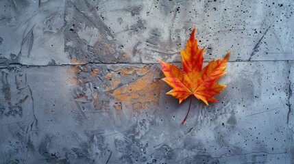 Wall Mural - Colorful maple leaf on concrete background with autumn theme