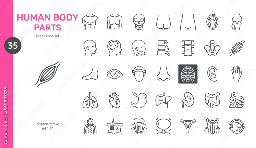 Human Body Parts Vector Icons Set. Anatomy Illustrations of Organs ...