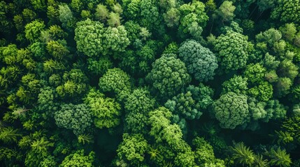 Sticker - Forests are vital carbon sinks, absorbing CO2 and producing oxygen, playing a crucial role in combating climate change and supporting life on Earth.