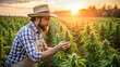 © N7 - Cannabis Grower Inspecting Plants Outdoors - A professional gardener examining cannabis plants in an open field under the bright sun.