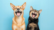 © Curioso.Photography - Laughing dog and cat together against a blue background.
