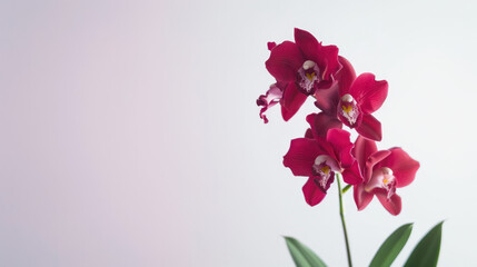 Wall Mural - A single stem of red orchid flowers with white centers blooms against a plain white background