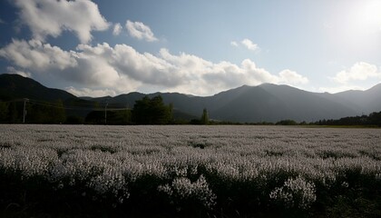 landscape in summer