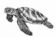 © CHAKKAPONG - Sea Turtle with cute designs, line art, line drawing, black isolated on white background, illustration background