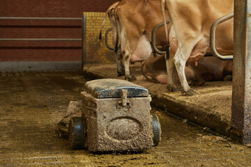 A robot cleans manure on a cow farm in Denmark