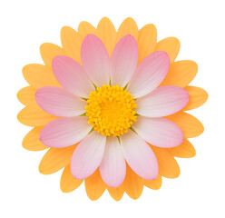 Wall Mural - yellow and white flower isolated on transparent background, extracted, png file