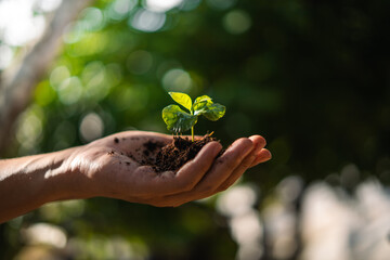 Poster - Environmental concept, young tree growing on hands with natural evening light.