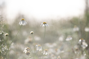 Beautiful wild daisies blooming in the summer meadow. Sunny rural scenery of Latvia, Northern Europe.