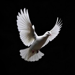 Canvas Print - A white dove soaring through the air with its wings outstretched, often symbolizing peace and hope