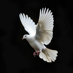 Poster - A white bird soars through the air, its wings spread wide