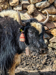 Close-up photo of a black domestic yak`s head at rural area