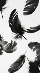 Black Feathers Falling Against a White Background