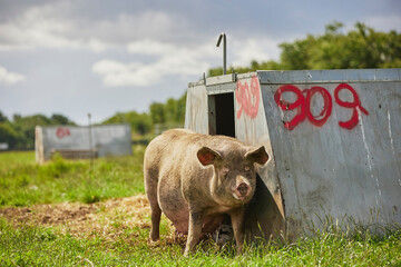 Wall Mural - pregnant sow near house on an eco farm in Denmark