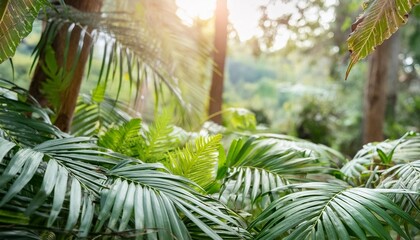 Wall Mural - close up of lush green tropical vegetation jungle with palm leaves in sunshine beauty in nature banner concept for wallpaper