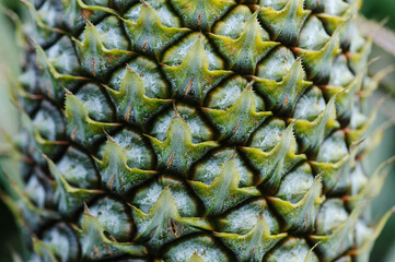 Canvas Print - Pineapple grow on tree in garden