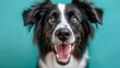 © steve - Cute joyful Border Collie. Australian shepherd. Isolated against a vibrant blue background. Pet. Dog. Canine.