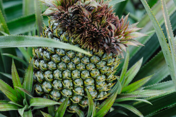 Canvas Print - Pineapple grow on tree in garden