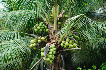 Canvas Print - Coconut fruits grow on tree