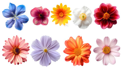 set of colorful flowers isolated png transparent background