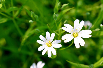 white anemone flowers with a yellow center on green grass background