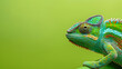 © Nataliia_Trushchenko - A green and yellow chameleon is on a green background. The chameleon is looking at the camera