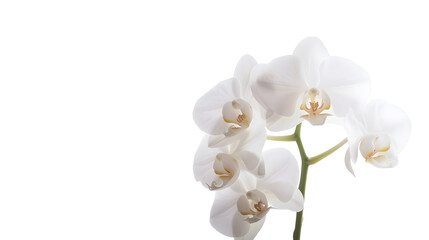 Aufkleber - Beautiful white orchid flower isolated on white background : Generative AI