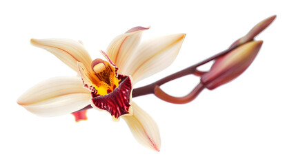 Vanilla orchid vanilla flower isolated on white background : Generative AI