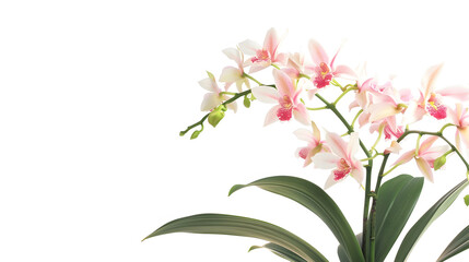 Wall Mural - Tropical plant orchid flower bush shrub tree isolated on white background with clipping path : Generative AI