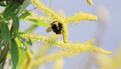 bee on a flower