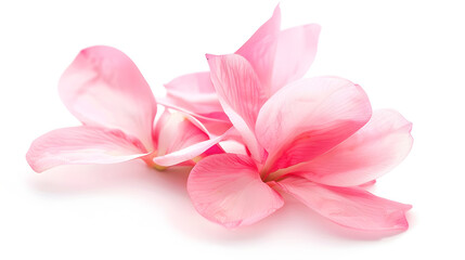 Poster - Fantastic flower with pink petals Beautiful image isolated on white background Ideal for the representation of a perfume aroma or expression of spring summer or freshness : Generative AI