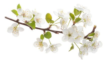 Poster - White pear flowers branch isolated on white background : Generative AI
