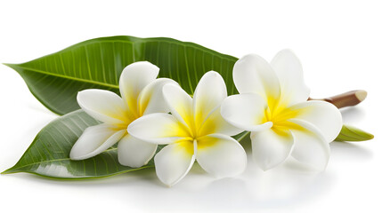 Poster - Frangipani flowers with leaves isolated on white : Generative AI