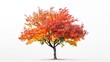 © Putt_Sanplee - A maple tree ablaze with autumn colors, its leaves a fiery blend of red, orange, and yellow,