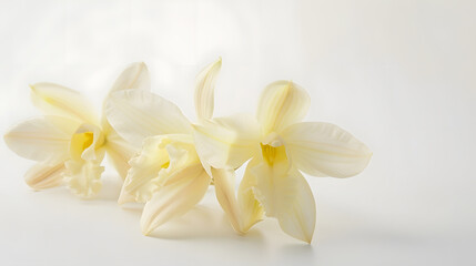 Poster - Aromatic vanilla flowers on white background : Generative AI
