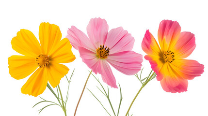 Aufkleber - Orange pink and yellow cosmos flowers are bloom on a white background : Generative AI