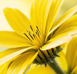 yellow flower closeup, plant, garden, lily, flora, spring, beauty, bloom, macro, petal, petals, flowers, daisy, blossom, floral