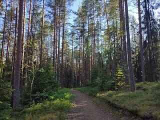 the trail in the sunny forest