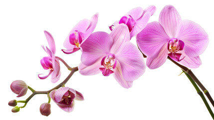 Poster - A Sprig Pink Orchid Flower Isolated White Background : Generative AI
