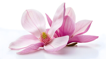 Poster - Pink magnolia flower isolated on white background with full depth of field : Generative AI