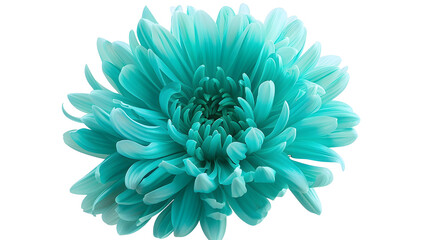 Poster - turquoise  chrysanthemum  Flower on a white isolated background with clipping path  For design  Closeup  Nature : Generative AI